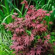 Acer palmatum 'Atropurpureum' 170cm 50L -