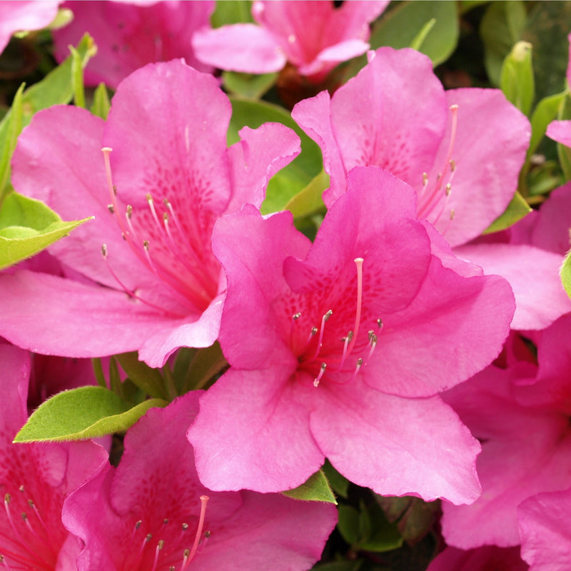 Azalea 'Anne Frank' 1L -