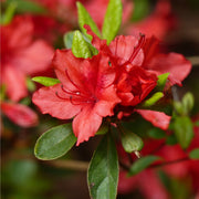 Azalea 'Arabesk' -