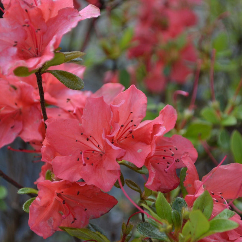 Azalea Japonica 'Orange Beauty' 9cm/2L/5L -