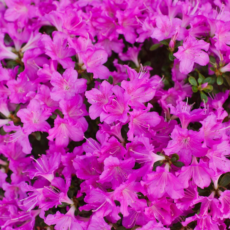 Azalea 'Geisha Purple' 3L -