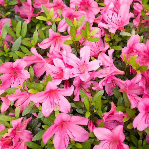 Azalea 'Madamme Van Hecke' 2/5L -