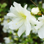 Azalea 'Pleasant White' 9cm / 1L / 3L -