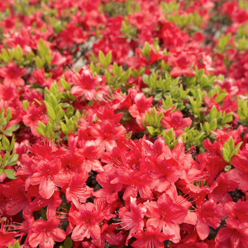 Azalea 'Geisha Red' 1/2L -