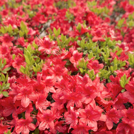 Azalea 'Moederkensdag' 1.5L -