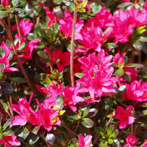 Azalea 'Toreador' 2L -