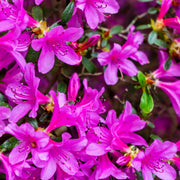 Azalea 'Violetta' 2L -