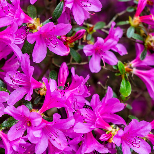 Azalea 'Violetta' 2L -