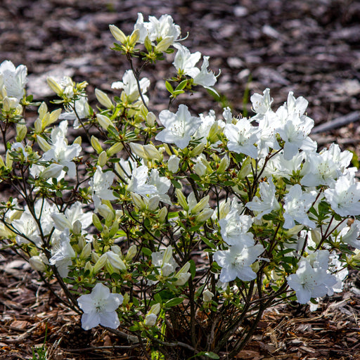 Azalea 'Schneewittchen' 2L -