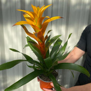 Guzmania amaretto - Yellow / Orange -