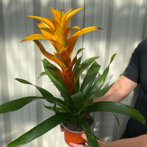 Guzmania amaretto - Yellow / Orange -