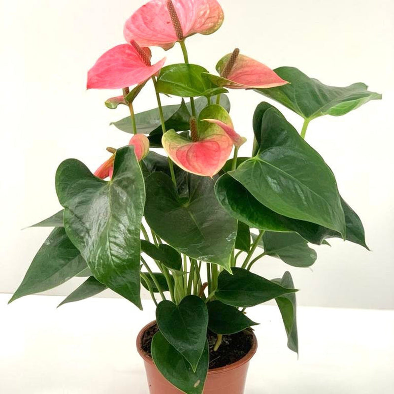 Anthurium - Candy Floss Pink -