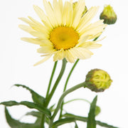 Leucanthemum 'Banana Cream' 9cm -