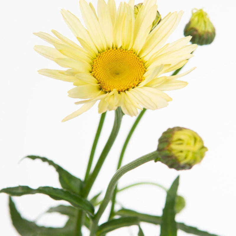 Leucanthemum 'Banana Cream' 2L -