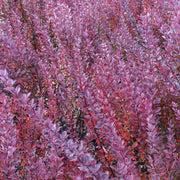 Berberis atropurpureum - Purple Barberry (10 Plants) -
