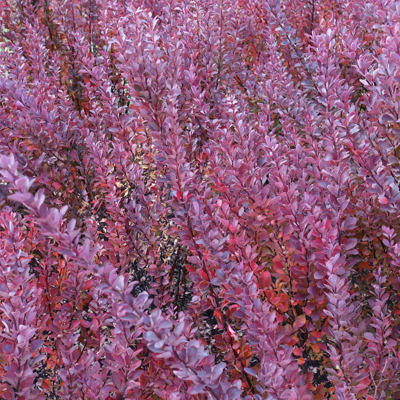 Berberis atropurpureum - Purple Barberry (10 Plants) -