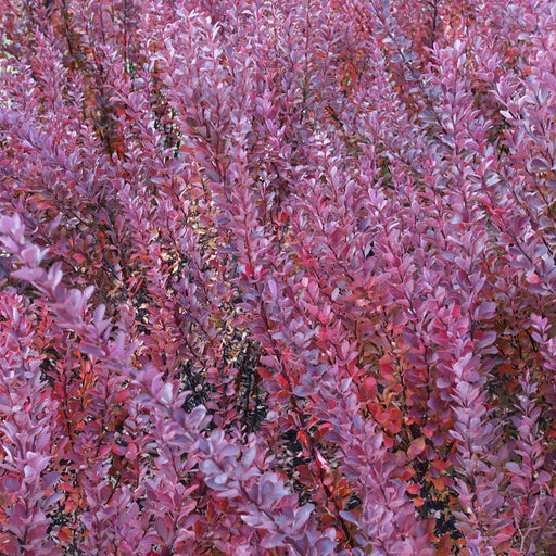 Berberis atropurpureum - Purple Barberry (10 Plants) -