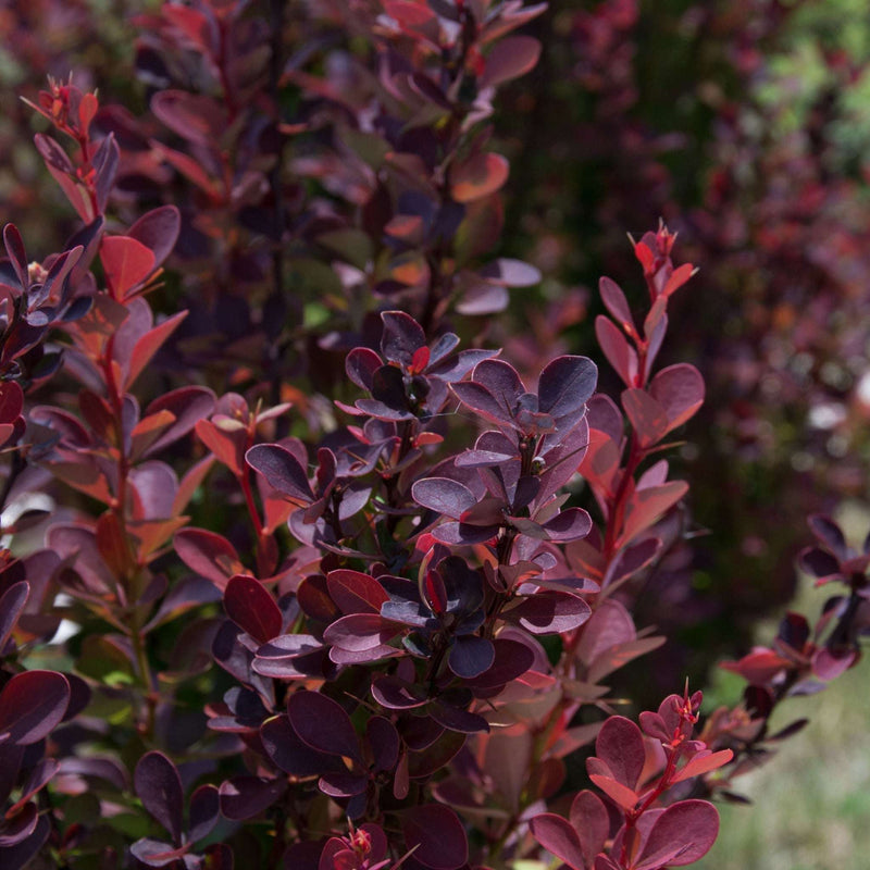 Berberis atropurpureum - Purple Barberry (10 Plants) -