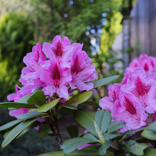 Rhododendron 'Bergensiana' 5L -