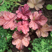 Heuchera 'Berry Smoothie' 2L -