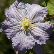 Clematis 'Blue Angel' 60cm -