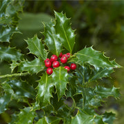 Ilex 'Blue Angel' Holly 5L -