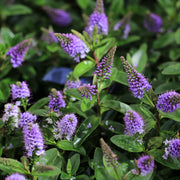 Hebe 'Blue Clouds' 2L -