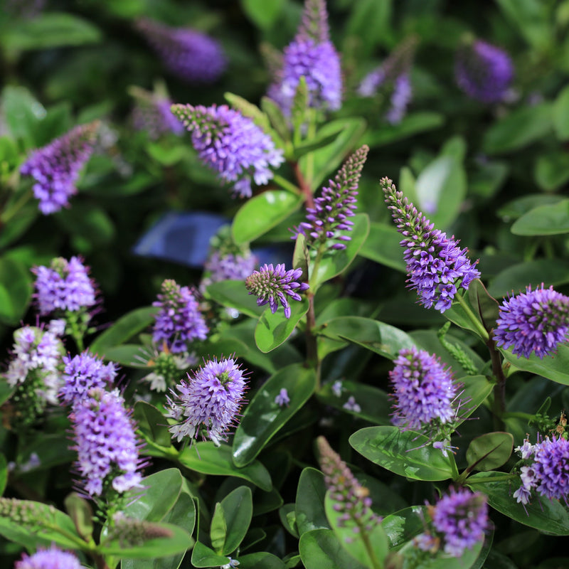 Hebe 'Blue Clouds' 2L -