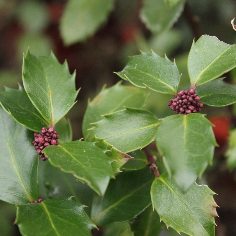 Ilex meserveae 'Blue Prince' Holly 2L -