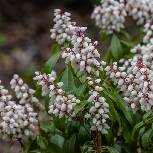 Pieris japonica 'Bonfire' 2L -
