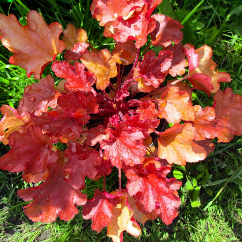 Heuchera 'Boysenberry' 2L -