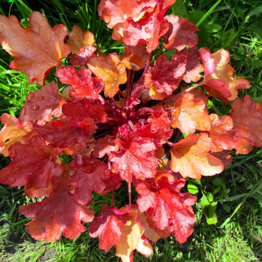 Heuchera 'Boysenberry' 2L -
