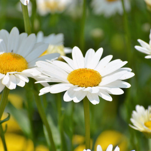 Leucanthemum 'Snow Lady' 9cm/1.5L Growers Pot -