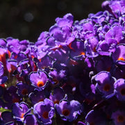 Buddleja davidii 'Black Knight' -