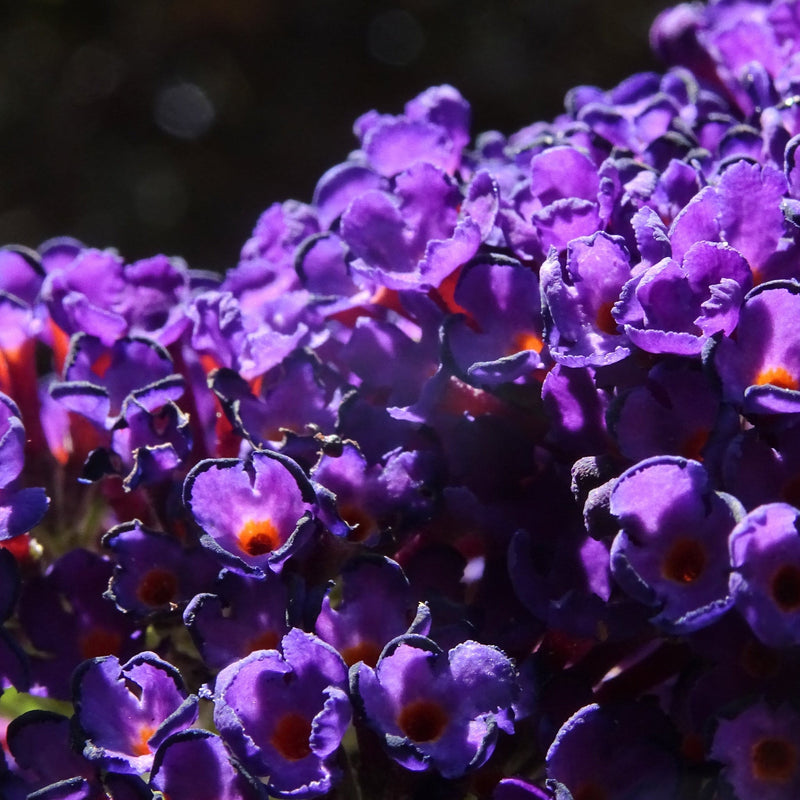 Buddleja davidii 'Black Knight' -