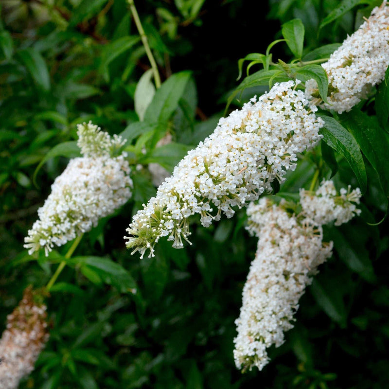 Buddleja davidii 'White Profusion'