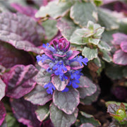 Ajuga 'Burgundy Glow' 9cm -