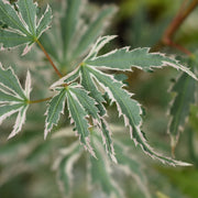Acer palmatum 'Butterfly' 10.5cm / 2L / 3L -
