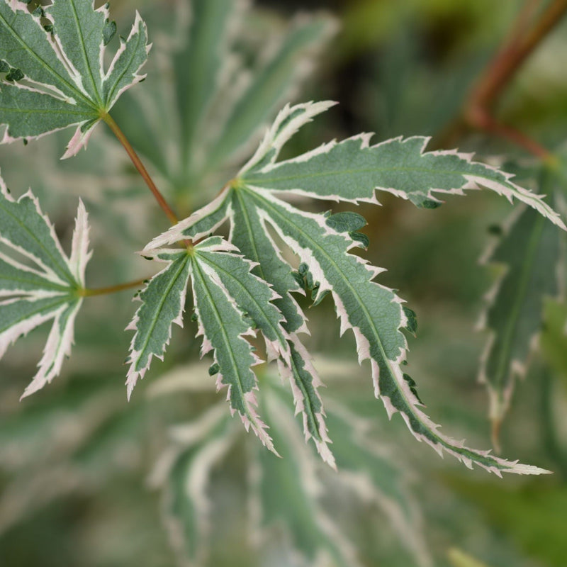 Acer palmatum 'Butterfly' 10.5cm / 2L / 3L -