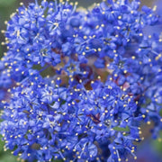 Ceanothus thyrsiflorus var. repens 2L / 5L -