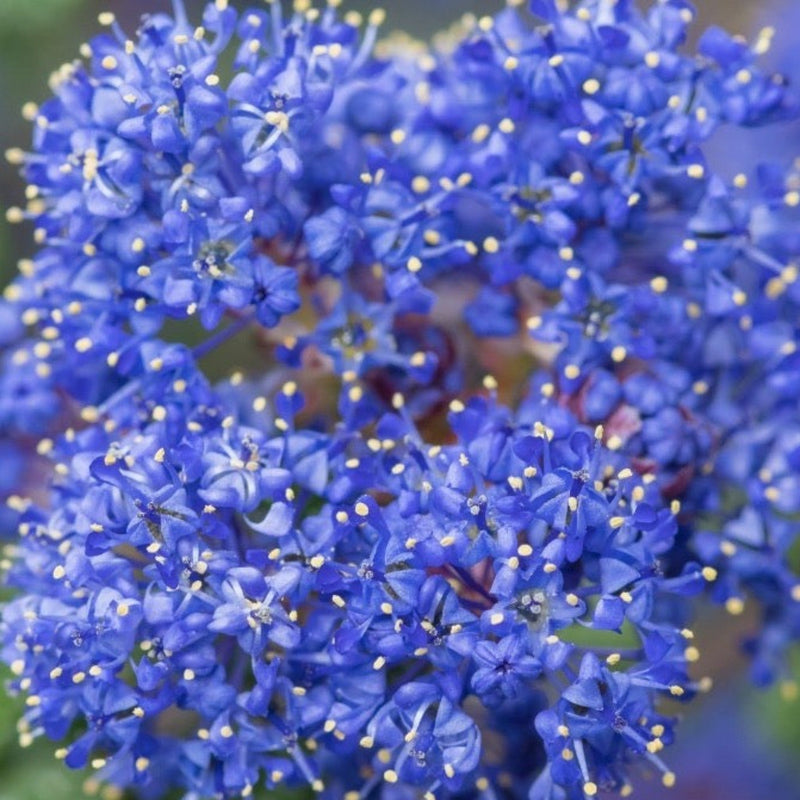 Ceanothus thyrsiflorus var. repens 2L / 5L -