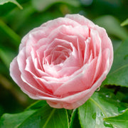 Camellia japonica Bonomiana 40-50cm / 90-100cm -