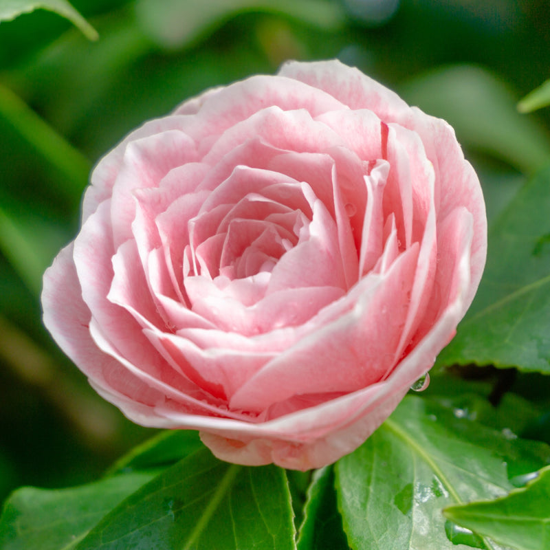 Camellia japonica Bonomiana 40-50cm / 90-100cm -