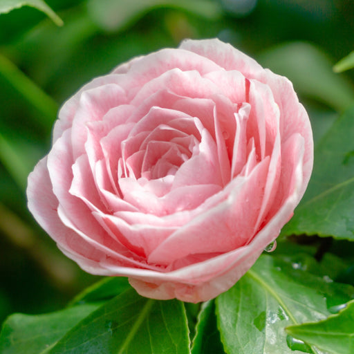 Camellia japonica Bonomiana 40-50cm / 90-100cm -