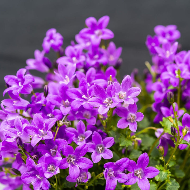 Campanula portenschlagiana 'Clockwise' 9cm/1.5L -