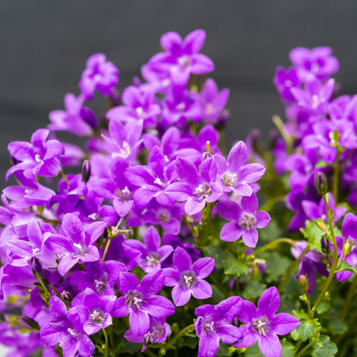 Campanula portenschlagiana 'Clockwise' 9cm/1.5L -