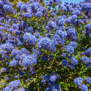 Ceanothus 'Spring Party' (Californian Lilac) 2L -
