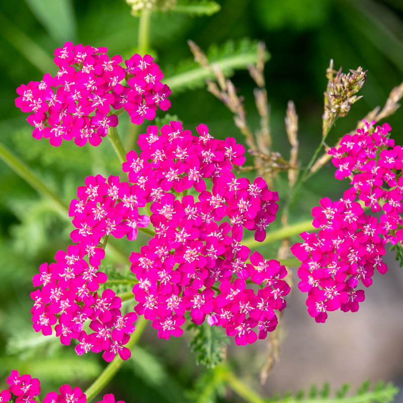 Achillea millefolium 'Cerise Queen' (9cm Pot) -