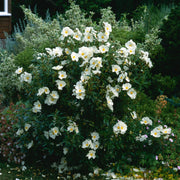 Cistus x Florentinus Rock Rose 3L -