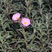 Cistus x Silver Pink Rock Rose 10L -